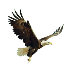 Obraz premium eagle as element in isolated white background