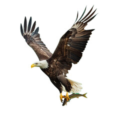 Fototapeta premium eagle as element in isolated white background