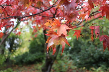 Acer leaf