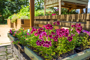 Selling of flower seedlings on an organic farm. Plants in a pots near high beds