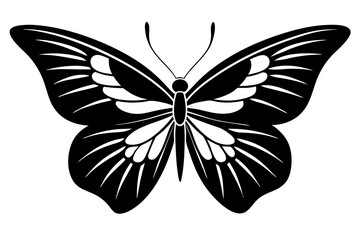  butterfly ,vector , silhouette , illustration .