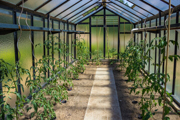 View of the glass greenhouse full with tomato plant seedlings growing in a soil