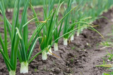 On the plantation, green onions grow abundantly in thick, verdant rows, their fresh, slender stalks ready for harvest imparting a savory taste to dishes