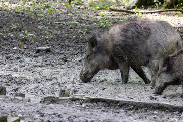 Wild boars dig in the muddy ground