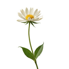 A minimalist image of a single, tall flower stem rising from the bottom of the frame, with a vast, empty background, showcasing the simplicity and elegance of nature.
