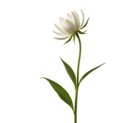 Obraz premium A minimalist image of a single, tall flower stem rising from the bottom of the frame, with a vast, empty background, showcasing the simplicity and elegance of nature.