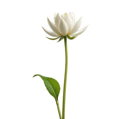 Fototapeta premium A minimalist image of a single, tall flower stem rising from the bottom of the frame, with a vast, empty background, showcasing the simplicity and elegance of nature.