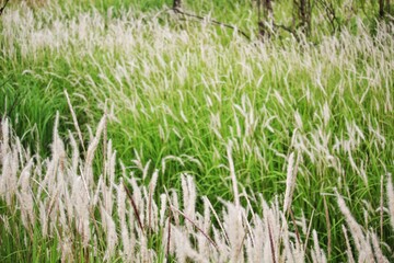 grass in the morning