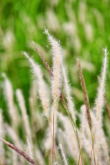 close up of a grass