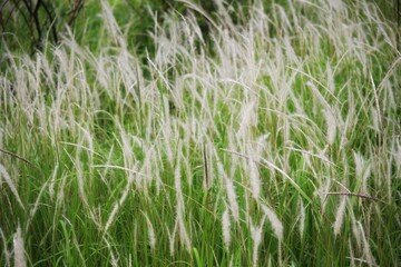 green grass background