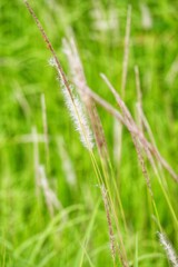grass in a field