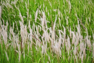 green grass in the wind