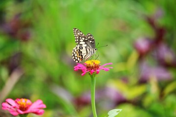 Pink Zinnia violacea and butterfly 