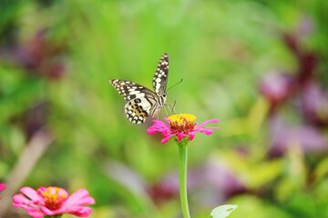 Pink Zinnia violacea and butterfly 