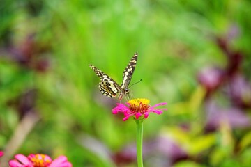 Pink Zinnia violacea and butterfly 