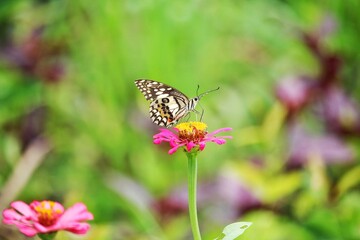 Pink Zinnia violacea and butterfly 