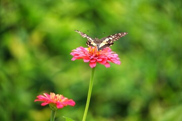 Pink Zinnia violacea and butterfly 