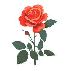 A simple red rose with soft, rounded petals on transparent background