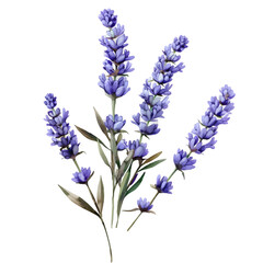 Obraz premium A watercolor painting of a delicate lavender sprig in bloom, isolated on a transparent background