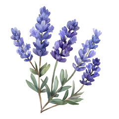 Obraz premium A watercolor painting of a delicate lavender sprig in bloom, isolated on a transparent background