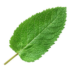 Fototapeta premium Peppermint leaf representing herbal botanical nature clipart on transparent background