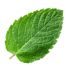 Obraz premium Single mint leaf representing botanical nature and foliage clipart on transparent background