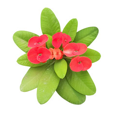 Naklejka premium Euphorbia Milli Flowering Plant