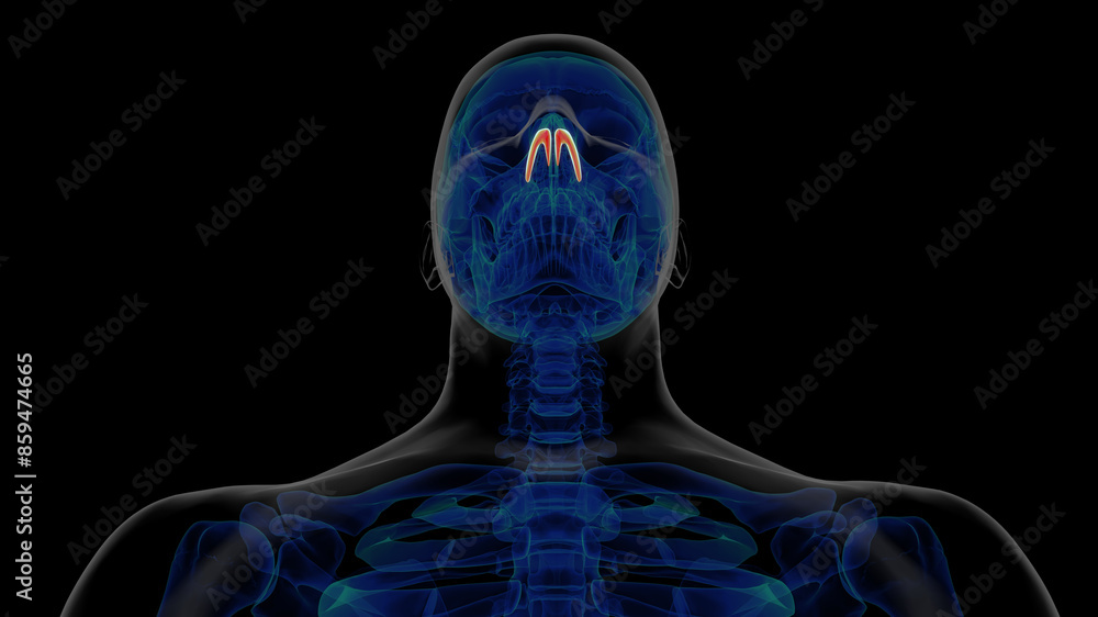 Sticker Human skeleton alar cartilage anatomy for medical concept 3D rendering