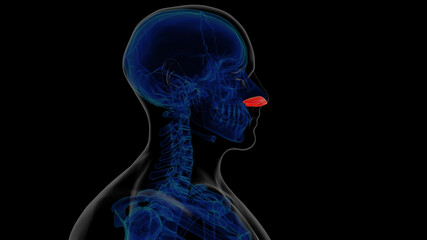 Human skeleton alar cartilage anatomy for medical concept 3D rendering