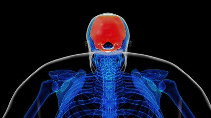 Human skeleton skull occipital bone anatomy for medical concept 3D rendering