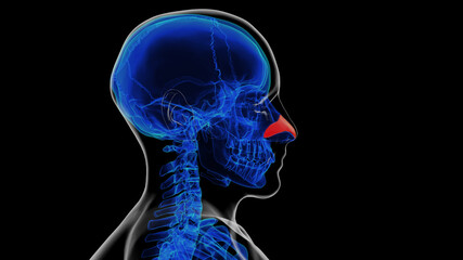 Human skeleton nasal cartilage anatomy for medical concept 3D rendering