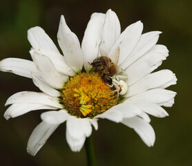 crab spider catches bee,krabbenspinne fängt biene