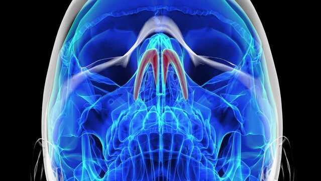 Human skeleton alar cartilage anatomy for medical concept 3D rendering