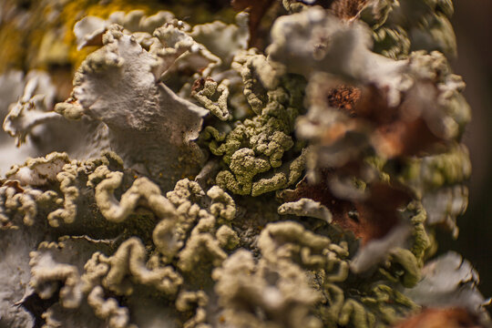 Macro green lychen 15935
