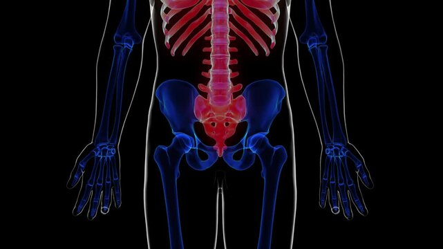 Human skeleton axial skeleton anatomy for medical concept 3D rendering