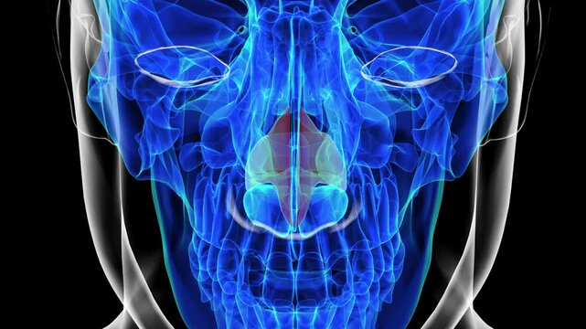 Human skeleton nasal cartilage anatomy for medical concept 3D rendering