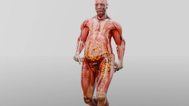 Weight loss Comparison. man body transformation. walking for losing weight, lose Fat belly, burning calories, weight loss process. sports training. fat burn, Obesity, human anatomy, walk, 3d render