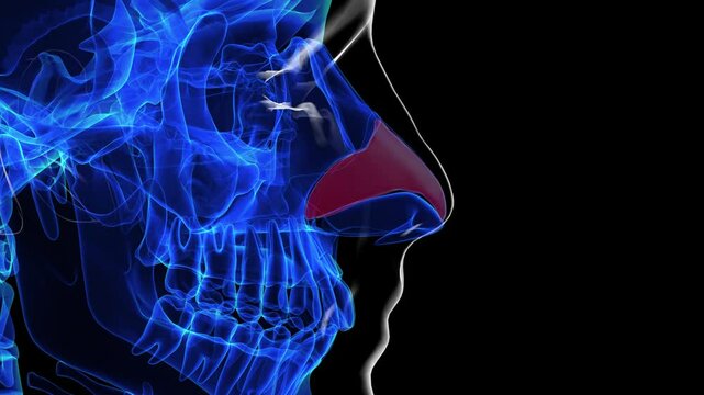 Human skeleton nasal cartilage anatomy for medical concept 3D rendering