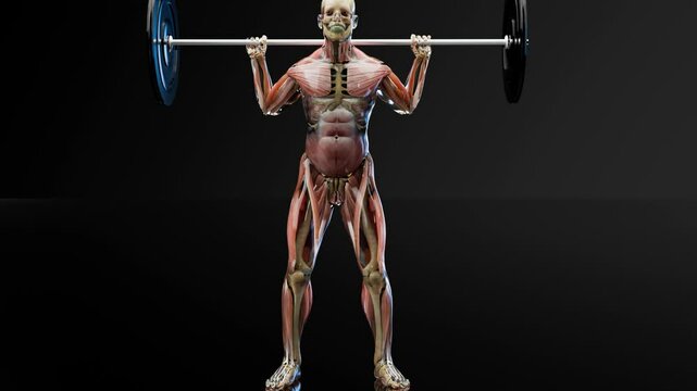 Barbell parallel Squat Exercise. Bodybuilding gym exercising, High Bar Olympic Squat, male workout on black background, Anatomical 3d render