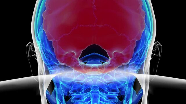 Human skeleton skull occipital bone anatomy for medical concept 3D rendering