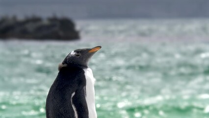 Cinematic Penguin Beach Close Up Molting Blowing in the Wind Shallow Depth of Field. Falkland Islands Beautiful Wildlife Documentary
