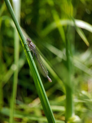 damselfly on leaf summer