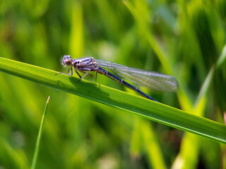 damselfly on leaf summer