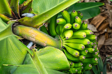 Green bananas growing on trees. Green tropical banana fruits close-up on banana plantation. Tenerife banana plantations in Tenerife, Canary islands, Spain. Agriculture and banana production concept