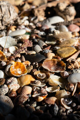 Sea treasures: mix of beautiful seashells, pebbles and colorful glasses found on Sardinian beaches in Italy.