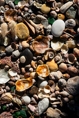 Sea treasures: mix of beautiful seashells, pebbles and colorful glasses found on Sardinian beaches...