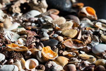 Sea treasures: mix of beautiful seashells, pebbles and colorful glasses found on Sardinian beaches in Italy.
