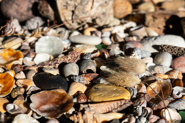 Sea treasures: mix of beautiful seashells, pebbles and colorful glasses found on Sardinian beaches...