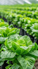 A field of green lettuce plants