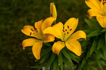 yellow lilies in the garden